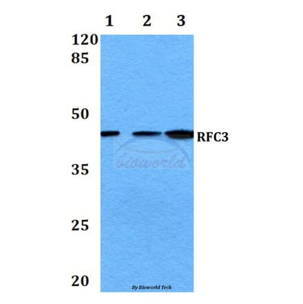 Anti-RFC3 (L227) Antibody from Bioworld Technology (BS3511) - Antibodies.com