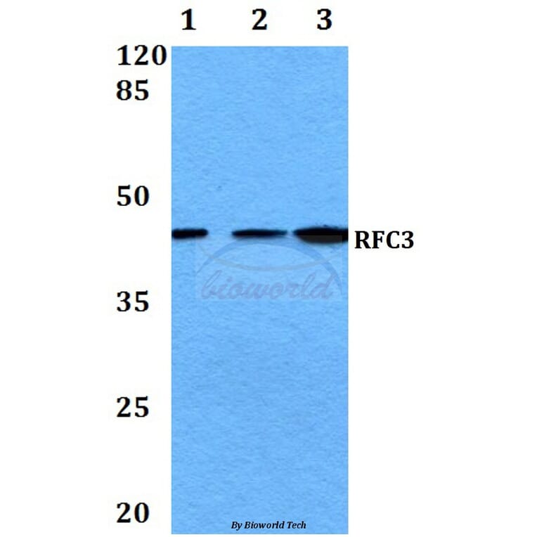 Anti-RFC3 (L227) Antibody from Bioworld Technology (BS3511) - Antibodies.com