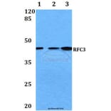 Anti-RFC3 (L227) Antibody from Bioworld Technology (BS3511) - Antibodies.com