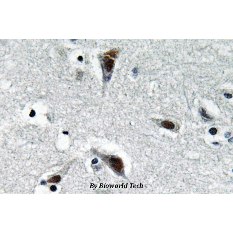 Anti-RFC3 (L227) Antibody from Bioworld Technology (BS3511) - Antibodies.com