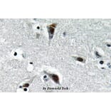 Anti-RFC3 (L227) Antibody from Bioworld Technology (BS3511) - Antibodies.com