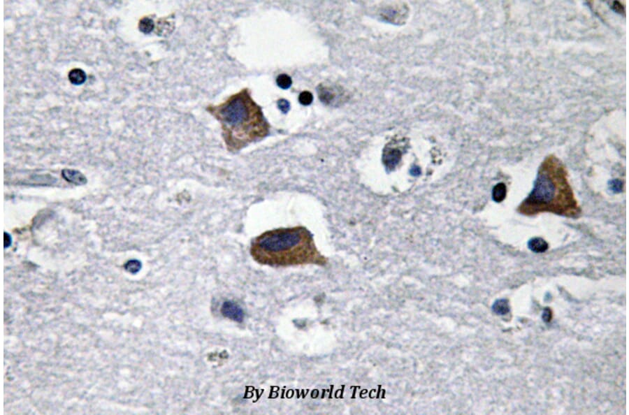 Anti-SDF-1 (M93) Antibody from Bioworld Technology (BS3512) - Antibodies.com