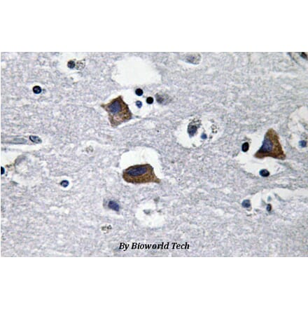 Anti-SDF-1 (M93) Antibody from Bioworld Technology (BS3512) - Antibodies.com