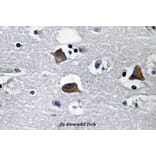 Anti-SDF-1 (M93) Antibody from Bioworld Technology (BS3512) - Antibodies.com