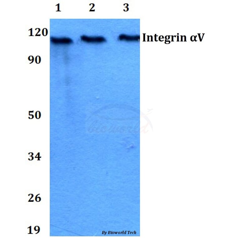Anti-Integrin αV (P804) Antibody from Bioworld Technology (BS3513) - Antibodies.com