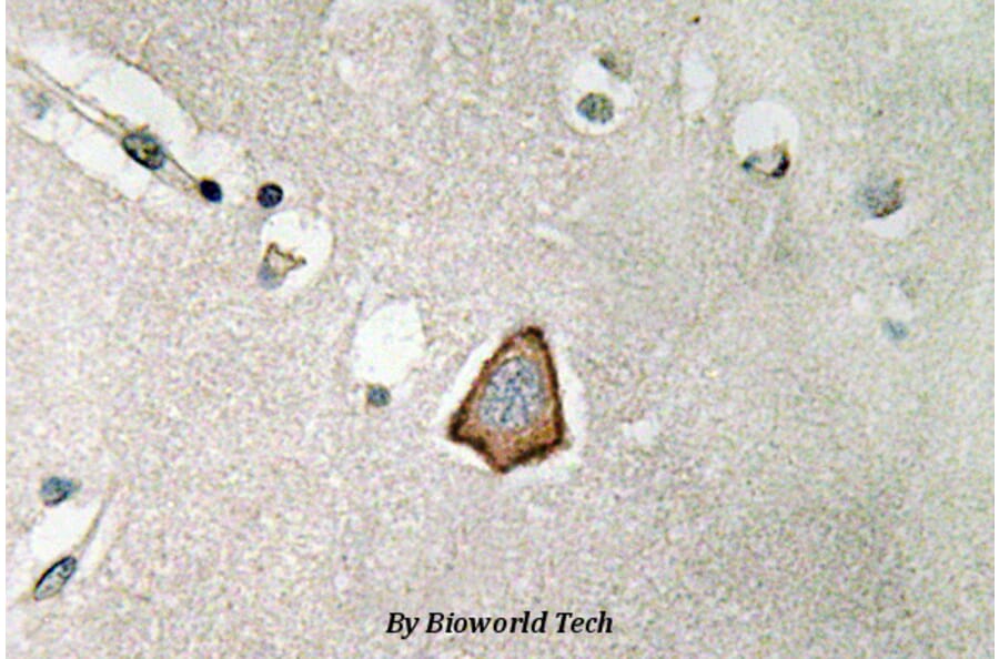 Anti-Integrin αV (P804) Antibody from Bioworld Technology (BS3513) - Antibodies.com