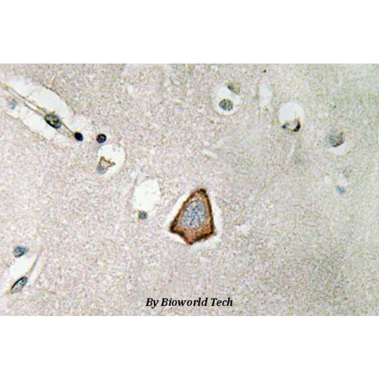 Anti-Integrin αV (P804) Antibody from Bioworld Technology (BS3513) - Antibodies.com