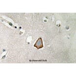 Anti-Integrin αV (P804) Antibody from Bioworld Technology (BS3513) - Antibodies.com