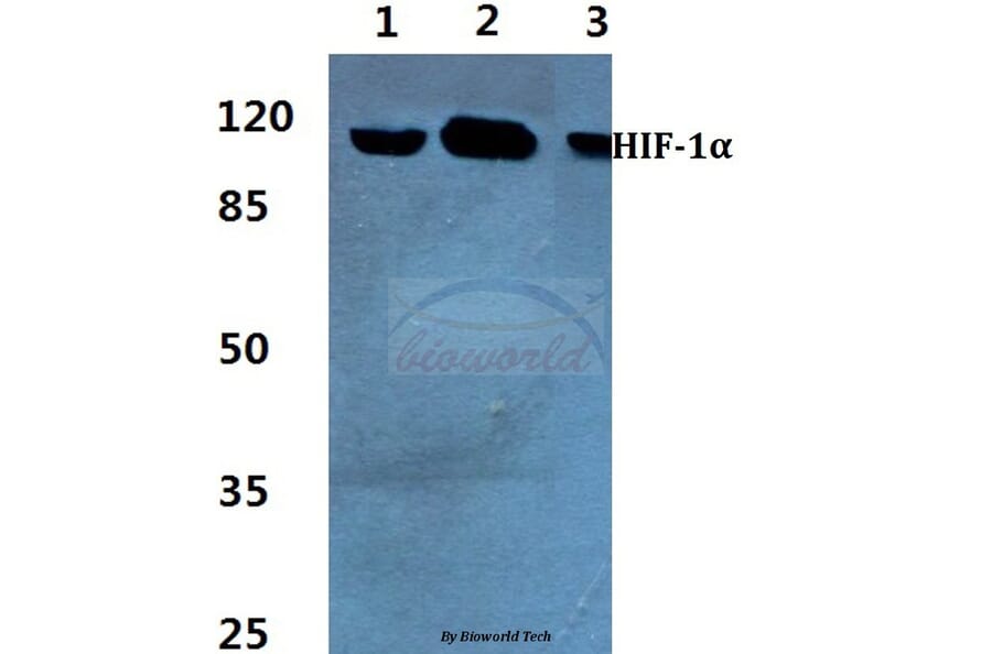 Anti-HIF-1α (K377) Antibody from Bioworld Technology (BS3514) - Antibodies.com