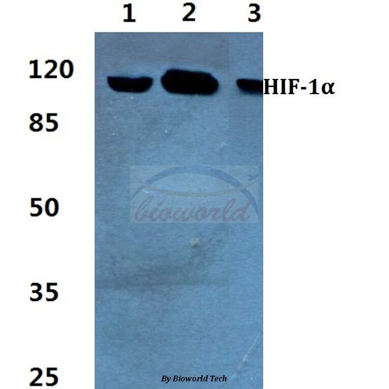 Anti-HIF-1α (K377) Antibody from Bioworld Technology (BS3514) - Antibodies.com