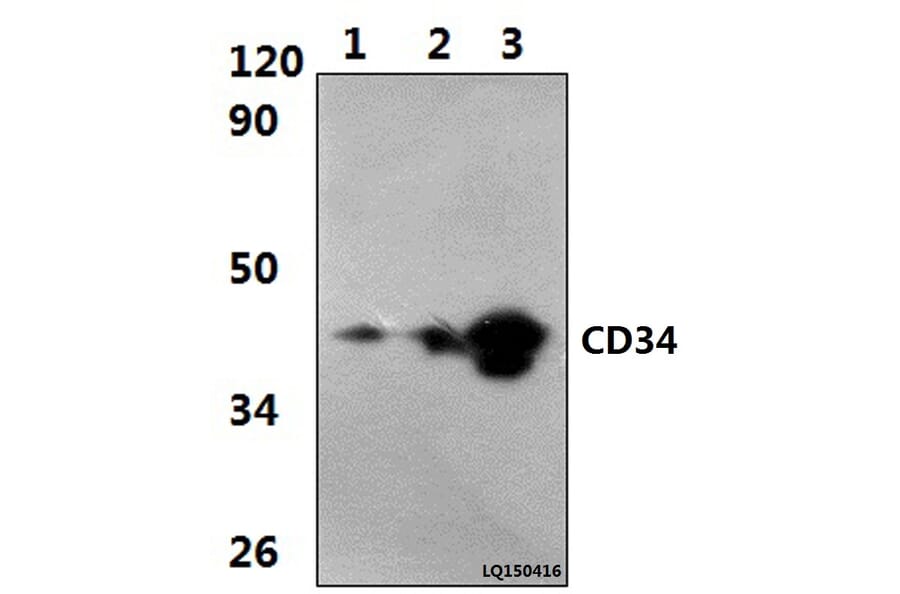 Anti-CD34 (L257) Antibody from Bioworld Technology (BS3515) - Antibodies.com