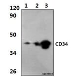 Anti-CD34 (L257) Antibody from Bioworld Technology (BS3515) - Antibodies.com