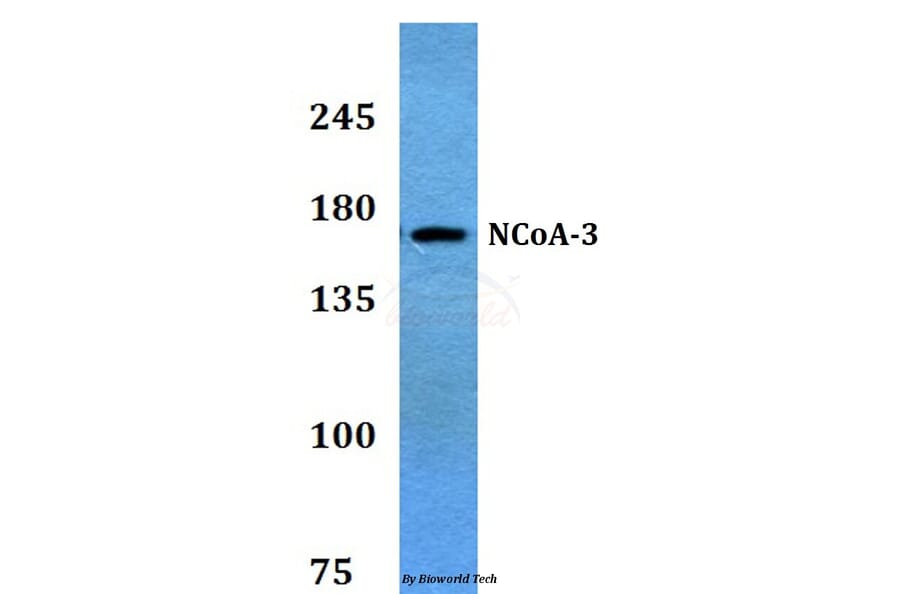 Anti-NCoA-3 (S587) Antibody from Bioworld Technology (BS3516) - Antibodies.com