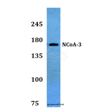 Anti-NCoA-3 (S587) Antibody from Bioworld Technology (BS3516) - Antibodies.com