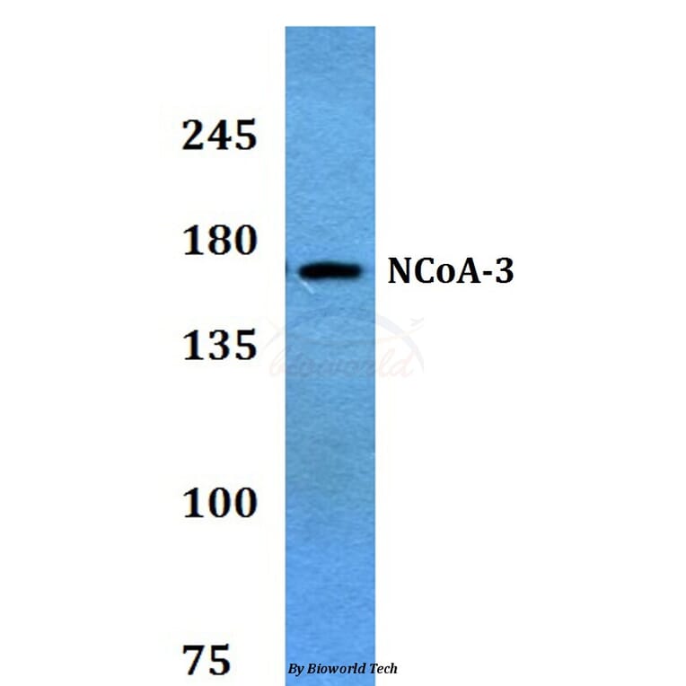 Anti-NCoA-3 (S587) Antibody from Bioworld Technology (BS3516) - Antibodies.com