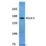 Anti-NCoA-3 (S587) Antibody from Bioworld Technology (BS3516) - Antibodies.com