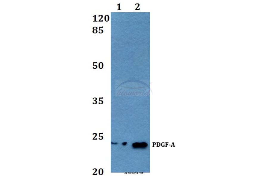 Anti-PDGF-A (K154) Antibody from Bioworld Technology (BS3517) - Antibodies.com