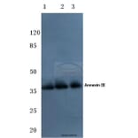 Anti-Annexin III (Y64) Antibody from Bioworld Technology (BS3519) - Antibodies.com