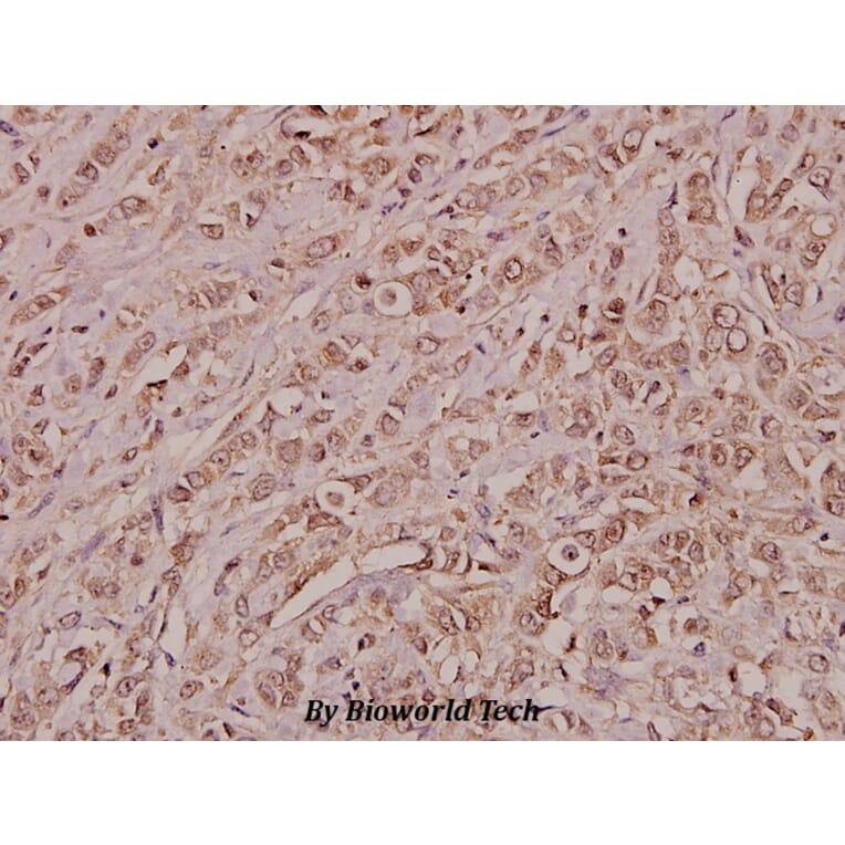 Anti-Annexin III (Y64) Antibody from Bioworld Technology (BS3519) - Antibodies.com