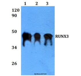 Anti-RUNX3 (R182) Antibody from Bioworld Technology (BS3520) - Antibodies.com