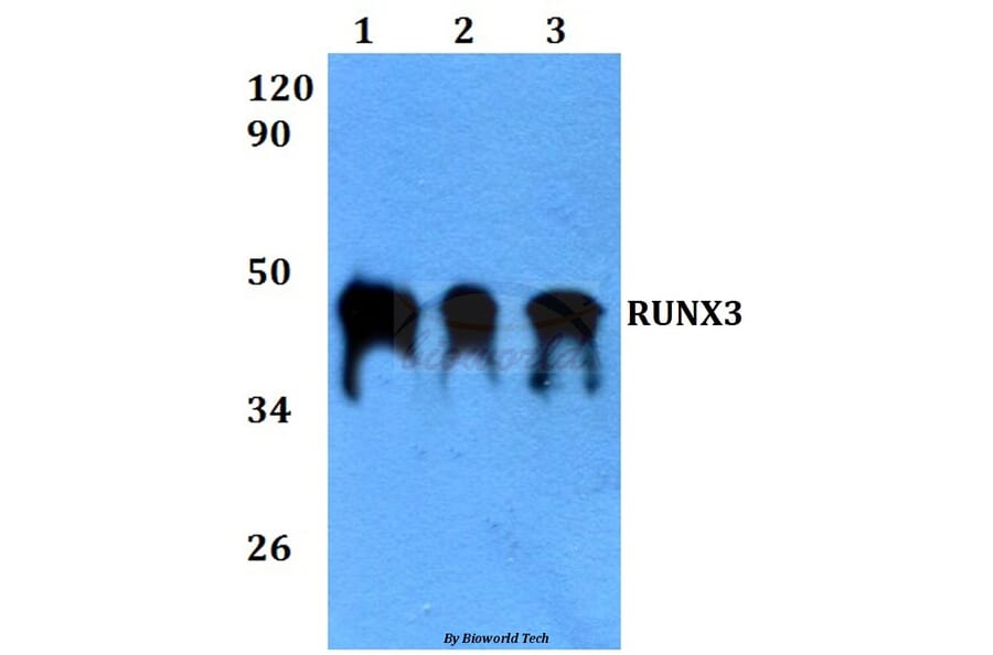 Anti-RUNX3 (R182) Antibody from Bioworld Technology (BS3520) - Antibodies.com