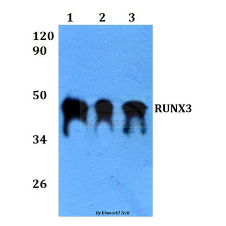 Anti-RUNX3 (R182) Antibody from Bioworld Technology (BS3520) - Antibodies.com