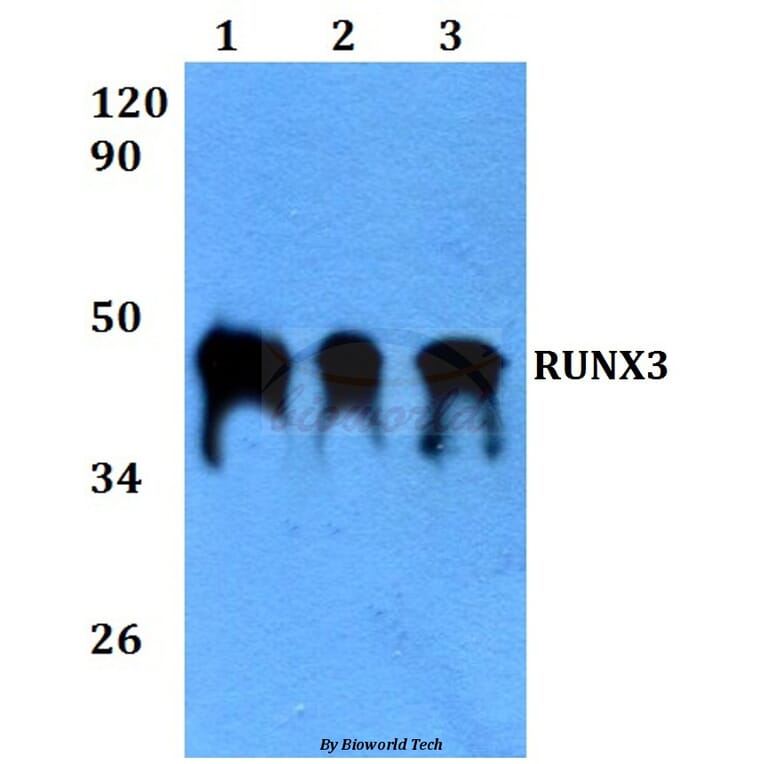 Anti-RUNX3 (R182) Antibody from Bioworld Technology (BS3520) - Antibodies.com