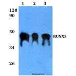 Anti-RUNX3 (R182) Antibody from Bioworld Technology (BS3520) - Antibodies.com