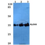 Anti-MyD88 (V220) Antibody from Bioworld Technology (BS3521) - Antibodies.com