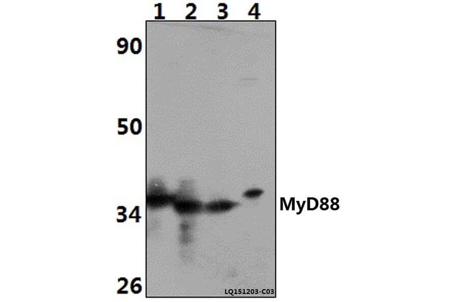 Anti-MyD88 (V220) Antibody from Bioworld Technology (BS3521) - Antibodies.com