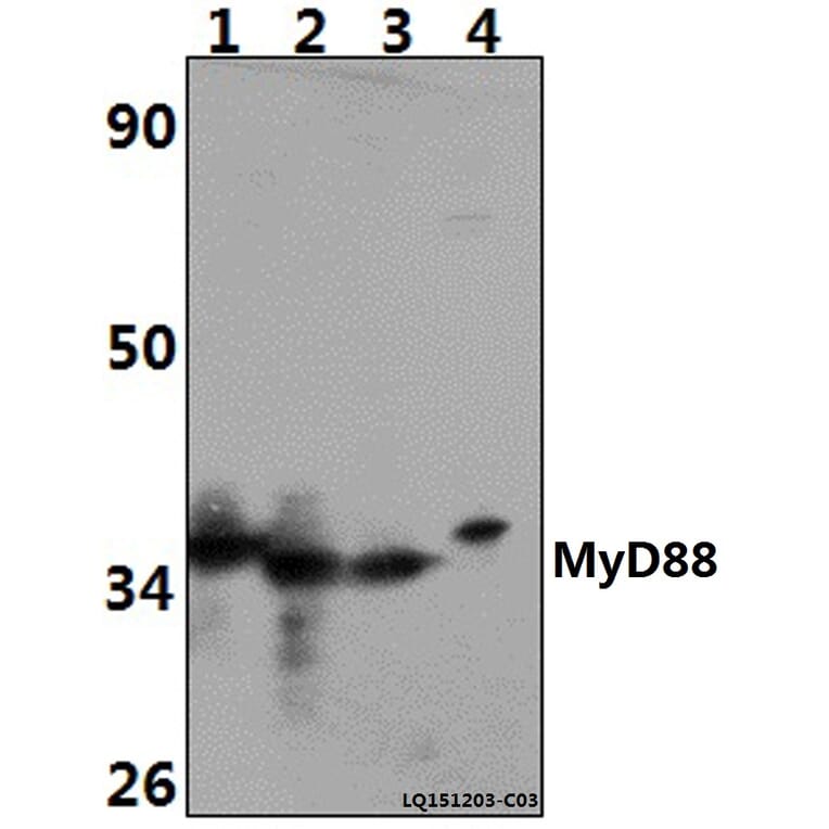 Anti-MyD88 (V220) Antibody from Bioworld Technology (BS3521) - Antibodies.com