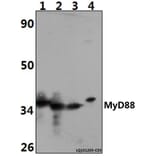 Anti-MyD88 (V220) Antibody from Bioworld Technology (BS3521) - Antibodies.com