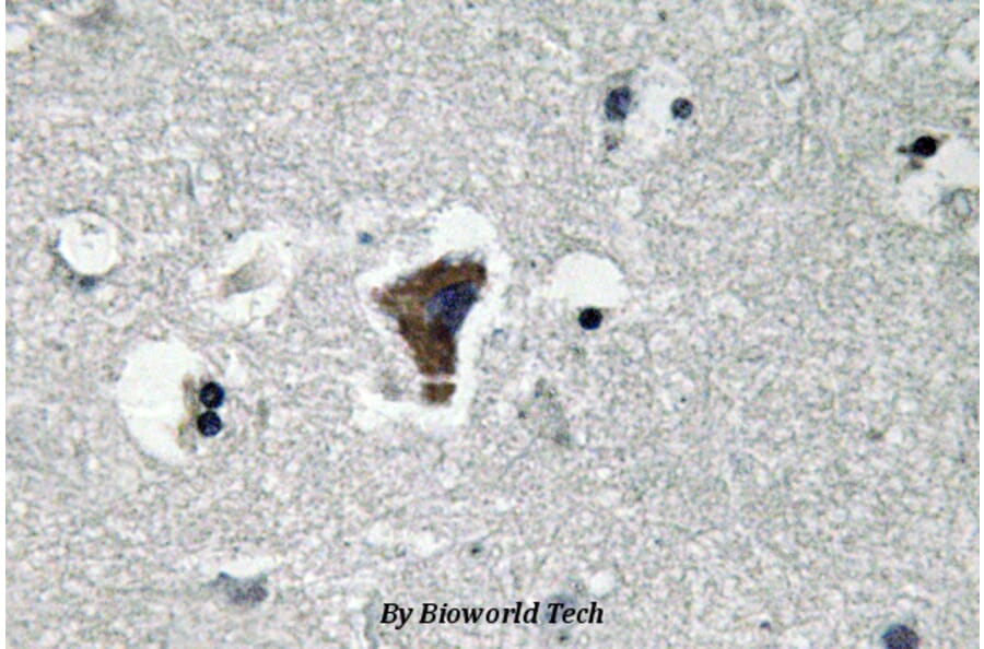 Anti-MyD88 (V220) Antibody from Bioworld Technology (BS3521) - Antibodies.com