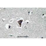 Anti-MyD88 (V220) Antibody from Bioworld Technology (BS3521) - Antibodies.com