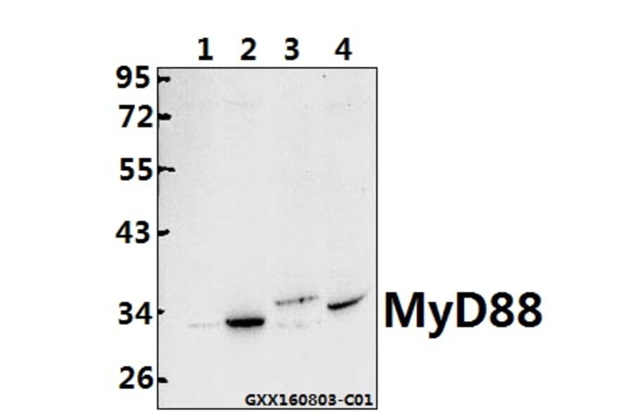 Anti-MyD88 (V220) Antibody from Bioworld Technology (BS3521) - Antibodies.com