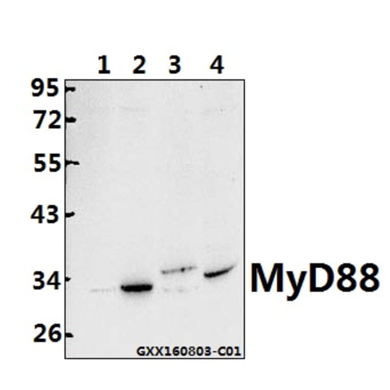 Anti-MyD88 (V220) Antibody from Bioworld Technology (BS3521) - Antibodies.com