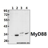 Anti-MyD88 (V220) Antibody from Bioworld Technology (BS3521) - Antibodies.com