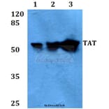 Anti-TAT (E304) Antibody from Bioworld Technology (BS3522) - Antibodies.com