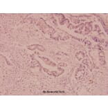 Anti-Mdr-1 (I583) Antibody from Bioworld Technology (BS3523) - Antibodies.com