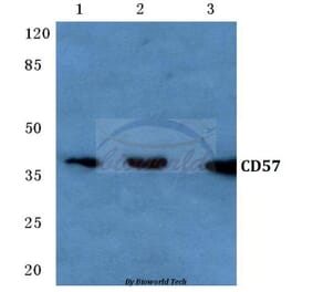 Anti-CD57 (V35) Antibody from Bioworld Technology (BS3524) - Antibodies.com
