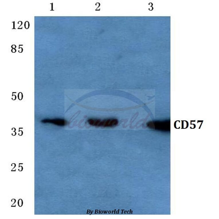 Anti-CD57 (V35) Antibody from Bioworld Technology (BS3524) - Antibodies.com