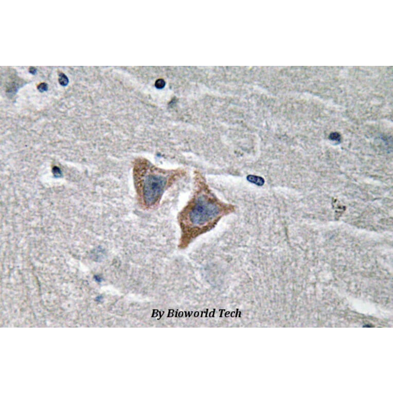 Anti-CD57 (V35) Antibody from Bioworld Technology (BS3524) - Antibodies.com