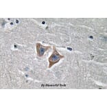 Anti-CD57 (V35) Antibody from Bioworld Technology (BS3524) - Antibodies.com