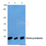 Anti-CCK (V46) Antibody from Bioworld Technology (BS3525) - Antibodies.com
