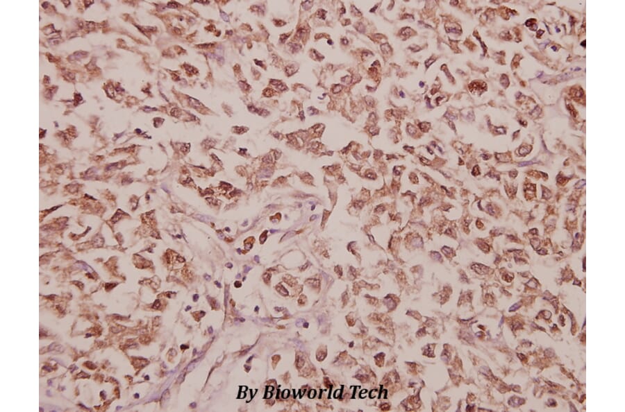 Anti-CCK (V46) Antibody from Bioworld Technology (BS3525) - Antibodies.com