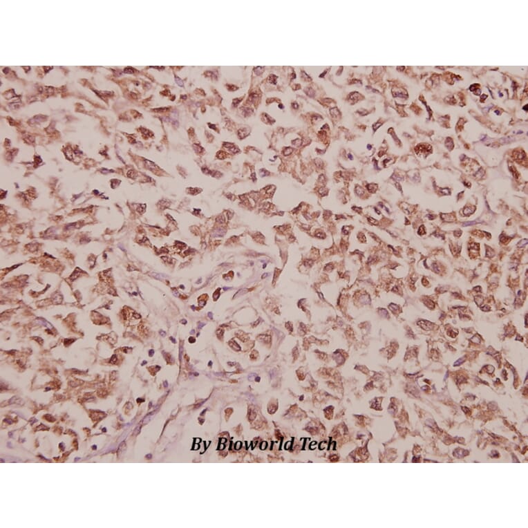 Anti-CCK (V46) Antibody from Bioworld Technology (BS3525) - Antibodies.com