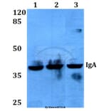 Anti-IgA (Y276) Antibody from Bioworld Technology (BS3526) - Antibodies.com