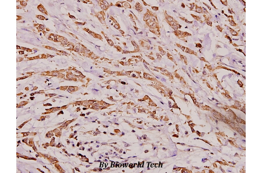 Anti-IgA (Y276) Antibody from Bioworld Technology (BS3526) - Antibodies.com