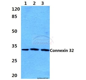 Anti-Connexin 32 (L115) Antibody from Bioworld Technology (BS3527) - Antibodies.com