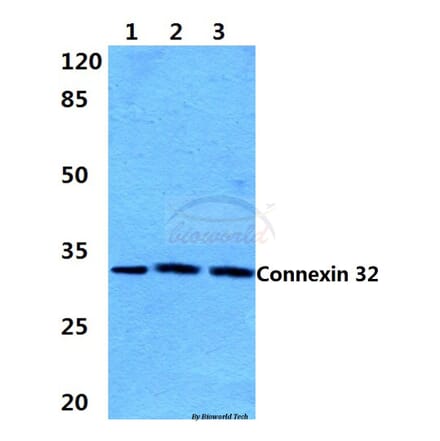 Anti-Connexin 32 (L115) Antibody from Bioworld Technology (BS3527) - Antibodies.com